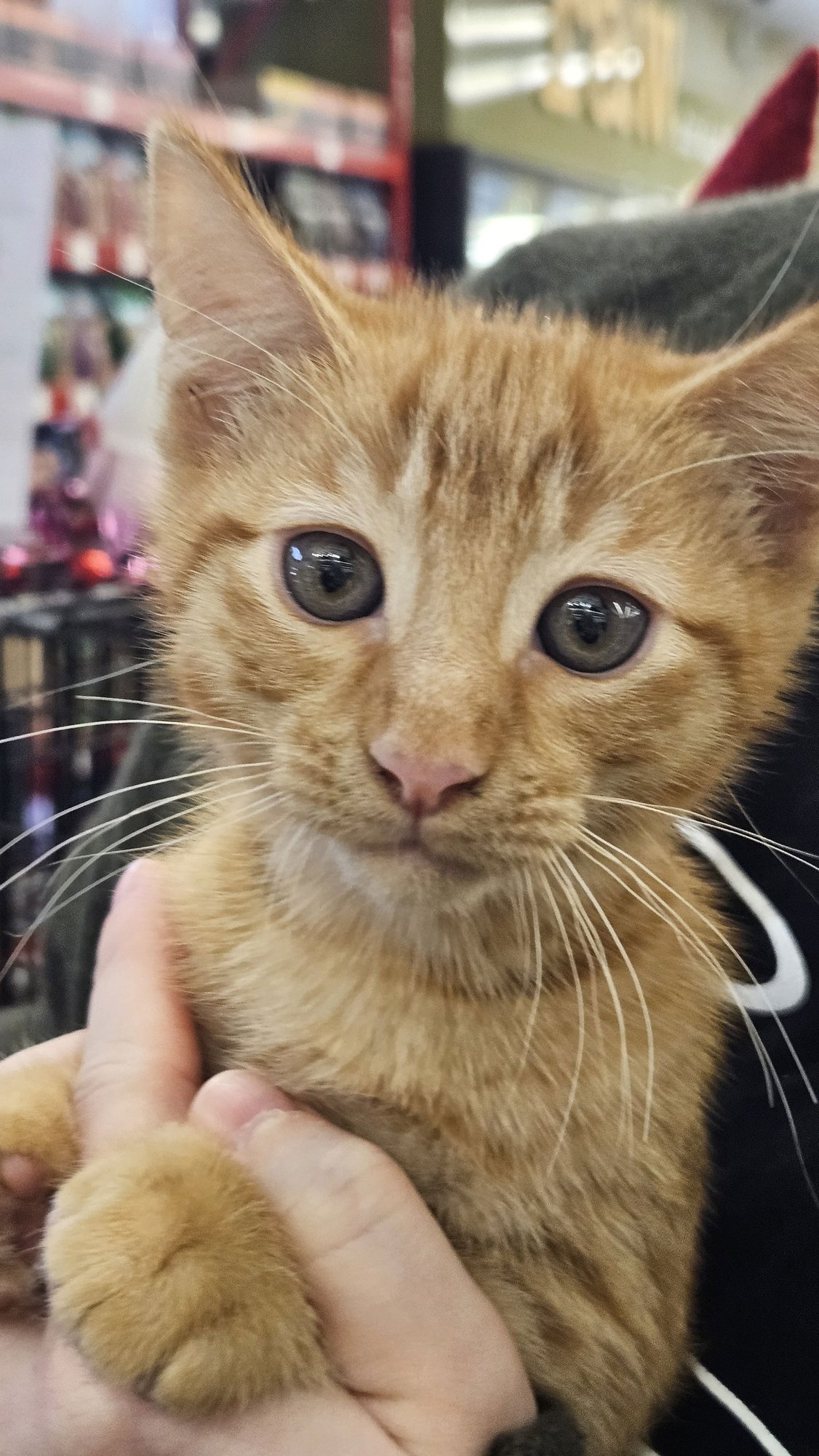 TAZ (BONDED WITH SHERBERT) - Domestic Medium Hair available for adoption