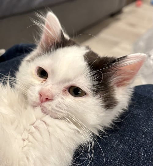 DOBBY (BONDED WITH FRED)