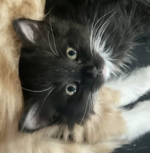 GEORGE (BONDED WITH HARRY) - Tabby / Domestic Short Hair available for adoption