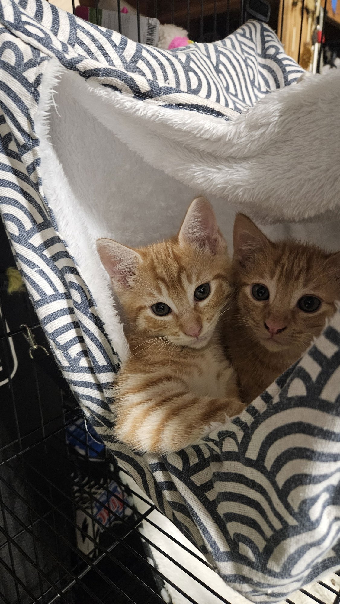 Sherbert (bonded with Taz) - Photo 3