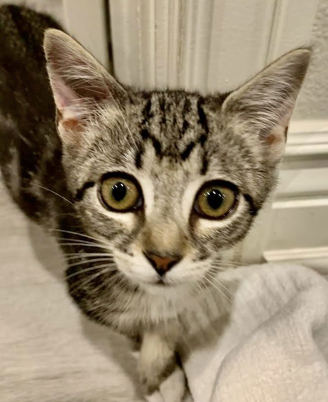 CUPCAKE - Domestic Short Hair available for adoption