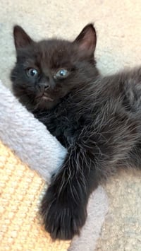 Fluffy (bonded with Midnight) - Photo 1