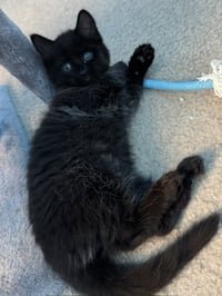 Fluffy (bonded with Midnight) - Photo 2