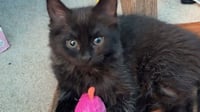 Fluffy (bonded with Midnight) - Photo 3