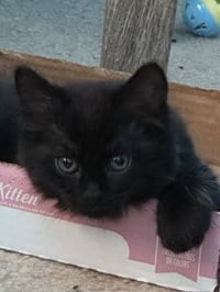 Fluffy (bonded with Midnight) - Photo 4