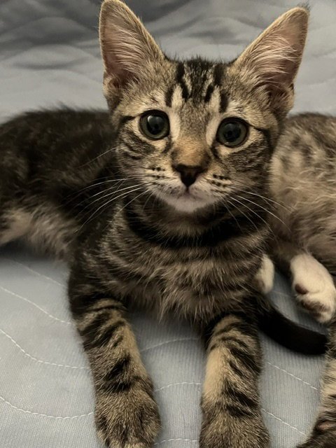 TIGER - Domestic Short Hair available for adoption