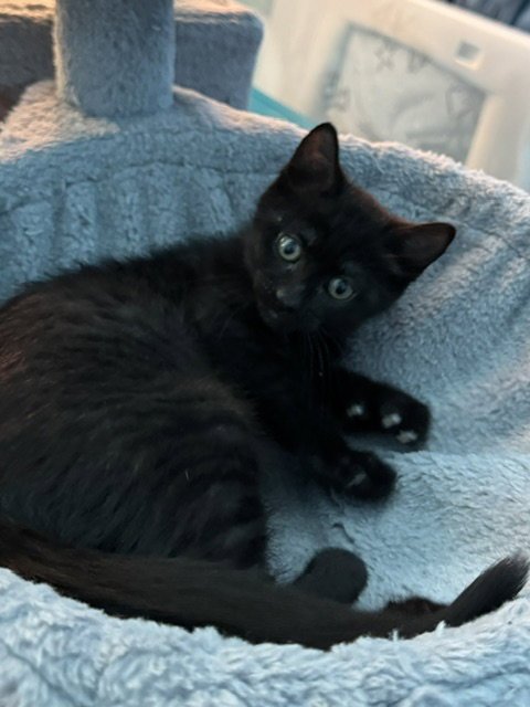MIDNIGHT (BONDED WITH FLUFFY) - Domestic Short Hair available for adoption