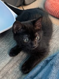 Midnight (bonded with Fluffy) - Photo 2