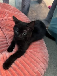 Midnight (bonded with Fluffy) - Photo 3