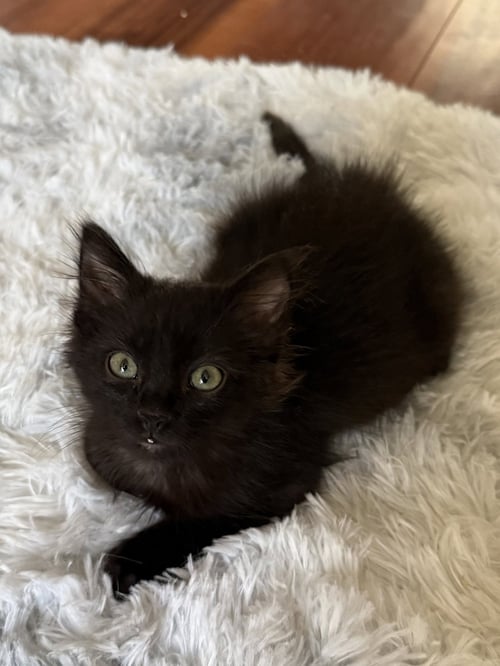 BANDIT (BONDED WITH CHEETO) - Domestic Long Hair available for adoption