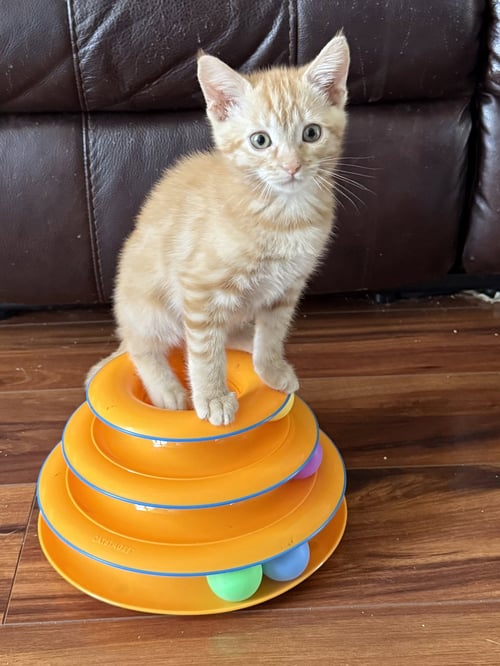 BANDIT (BONDED WITH CHEETO) - Domestic Long Hair available for adoption