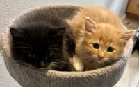Harry (bonded with George) - Photo 2
