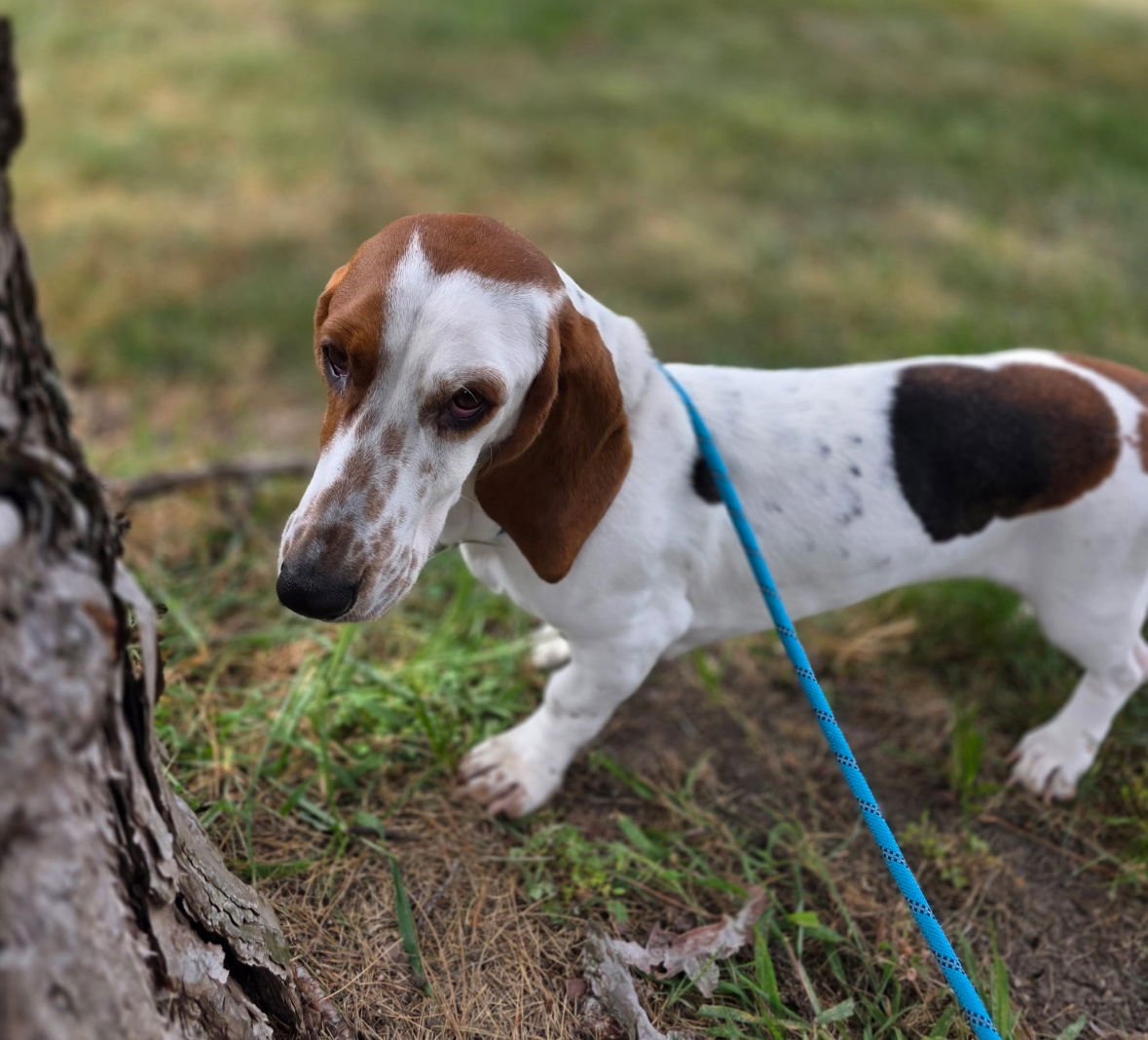 POPPY - Basset Hound available for adoption