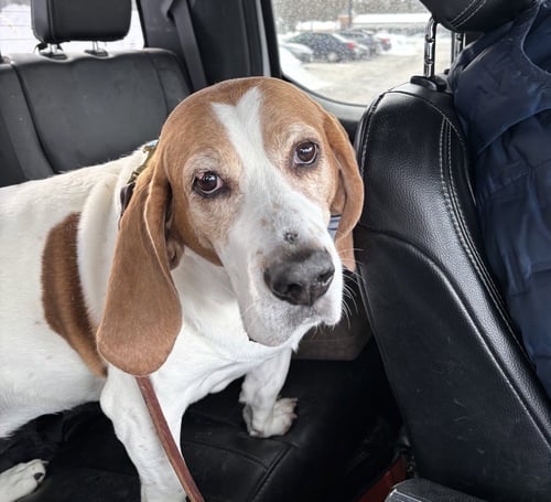 DAISY (4/2026)