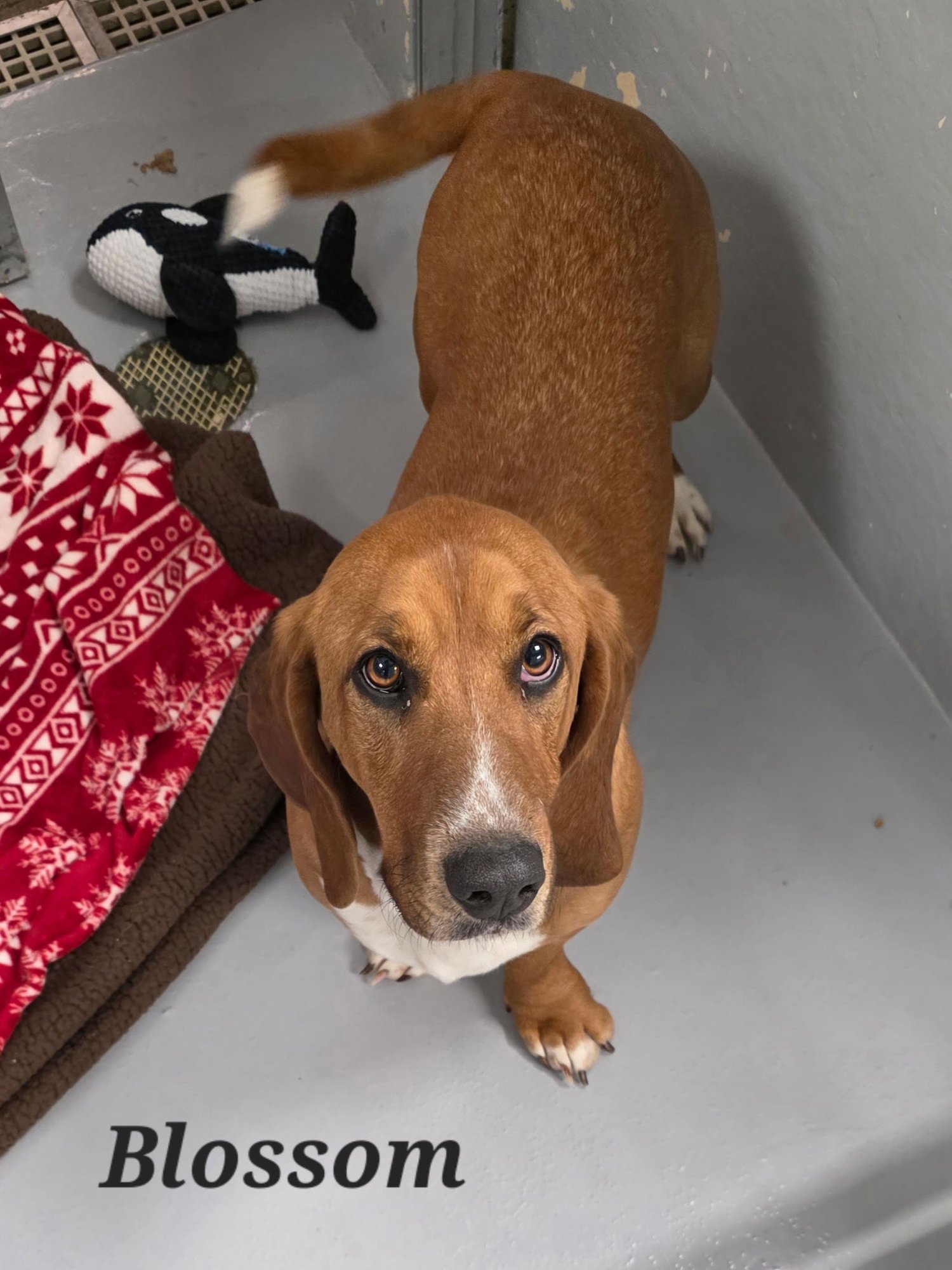 BLOSSOM - Basset Hound available for adoption