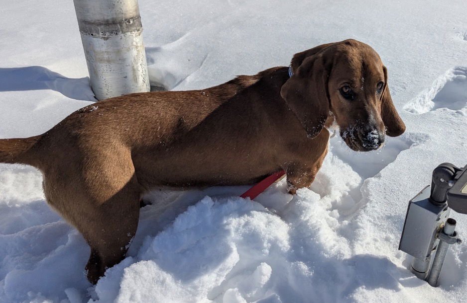 BLOSSOM - Basset Hound available for adoption