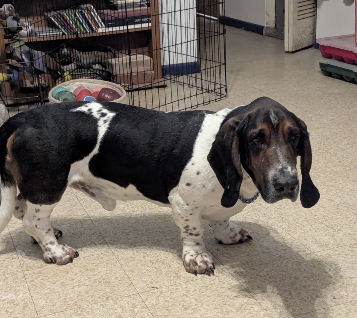 CHARLIE - Basset Hound available for adoption