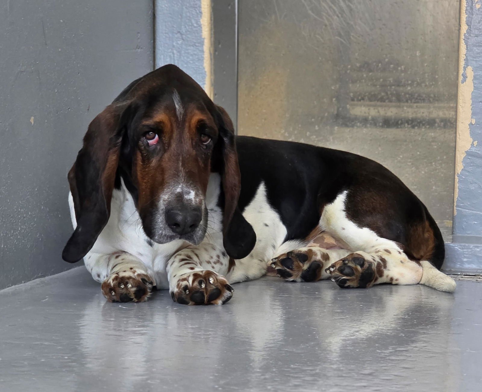 CHARLIE - Basset Hound available for adoption