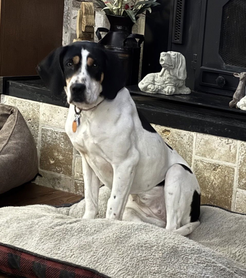 ANNIE - Beagle / Hound available for adoption