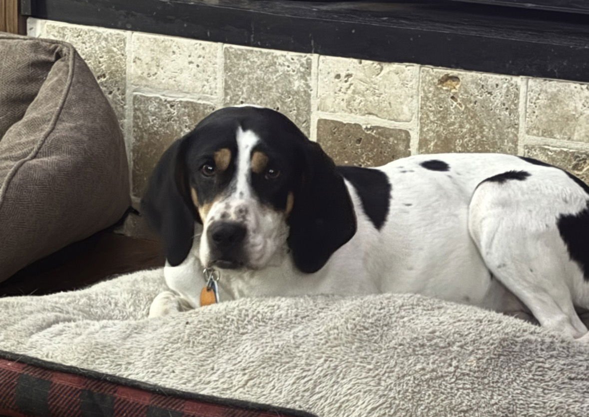 ANNIE - Beagle / Hound available for adoption