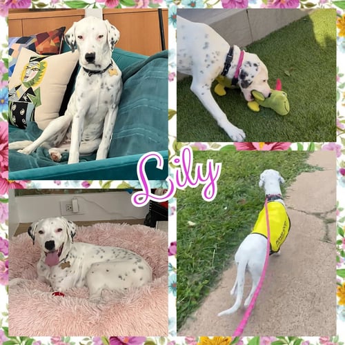 LILY - Dalmatian for adoption in Fort Collins