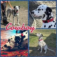 Cowboy - Photo 1