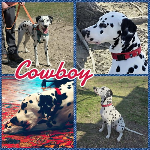 COWBOY - Dalmatian for adoption in Fort Collins