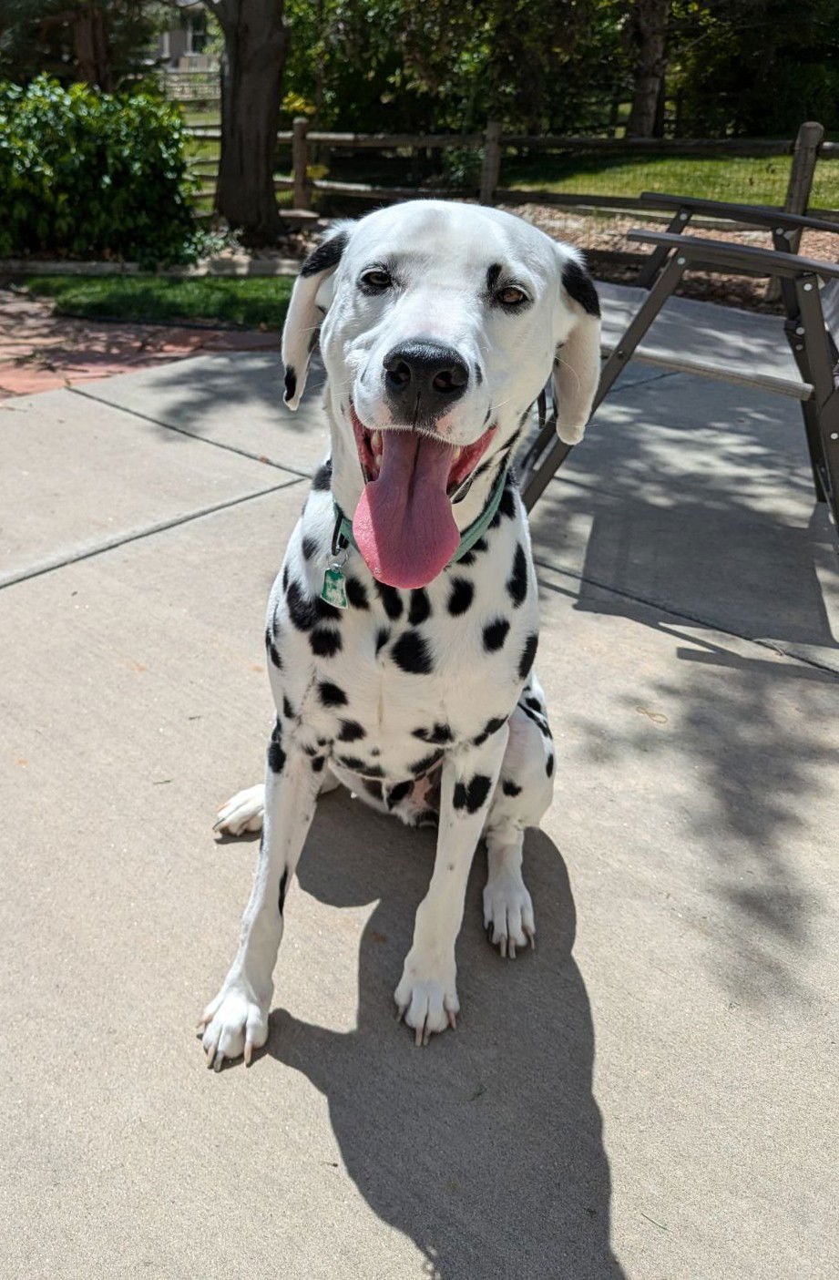 PIPPIN - Dalmatian available for adoption