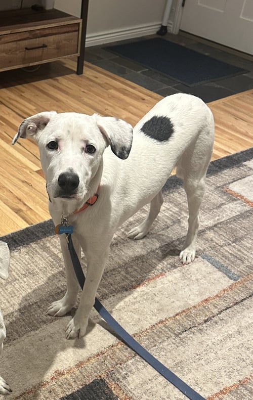 LENNY - Dalmatian available for adoption