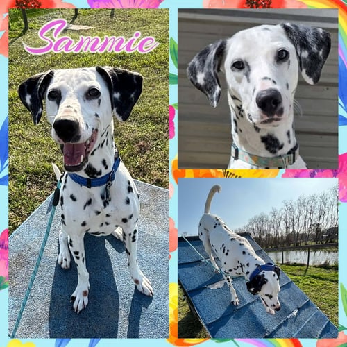 SAMMIE - Dalmatian for adoption in Fort Collins