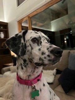 SUGAR - Dalmatian available for adoption