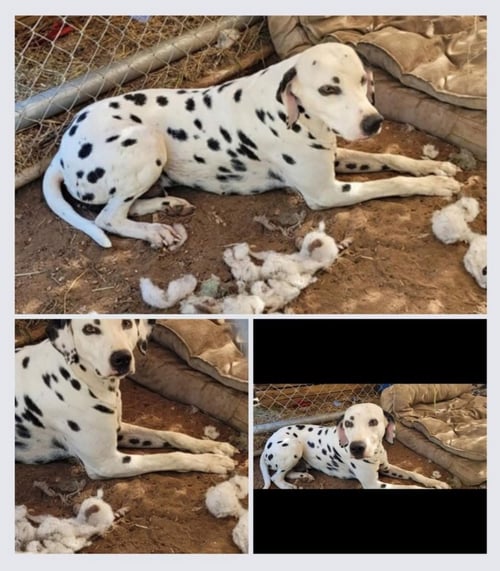 LANCE - Dalmatian for adoption in Fort Collins
