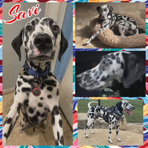 SAVI - Dalmatian for adoption in Fort Collins