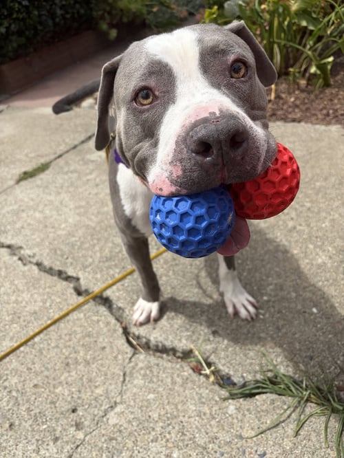 CLIFFY - American Pit Bull Terrier for adoption in Berkeley