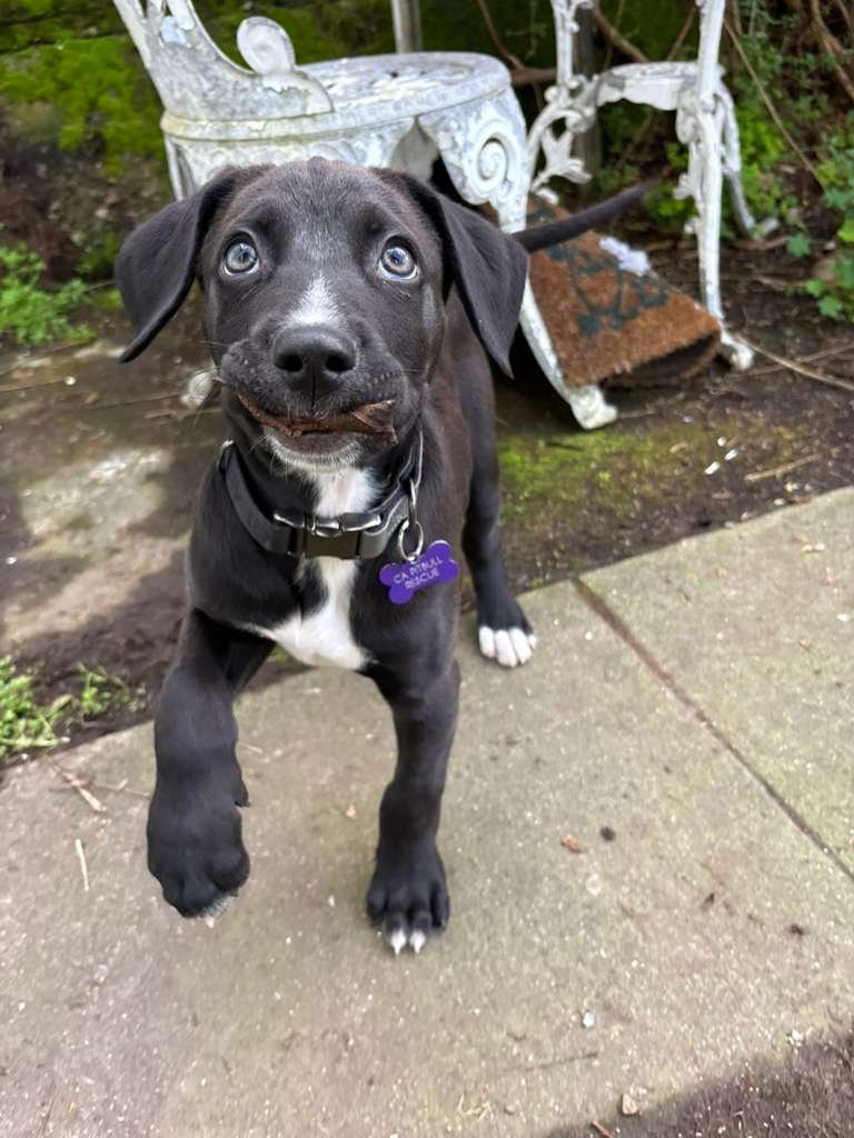 COAL - American Pit Bull Terrier / Labrador Retriever available for adoption