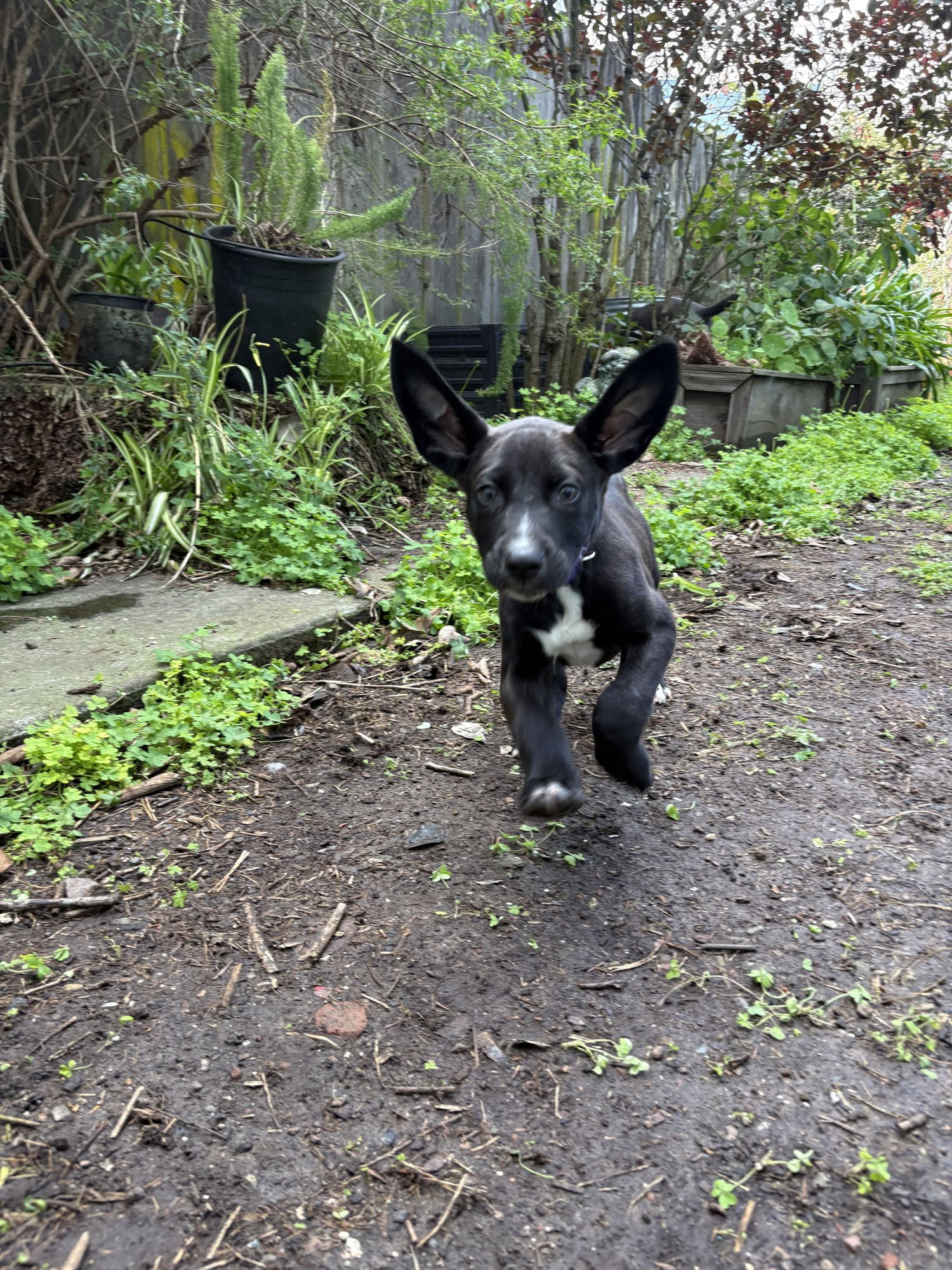COAL - American Pit Bull Terrier / Labrador Retriever available for adoption
