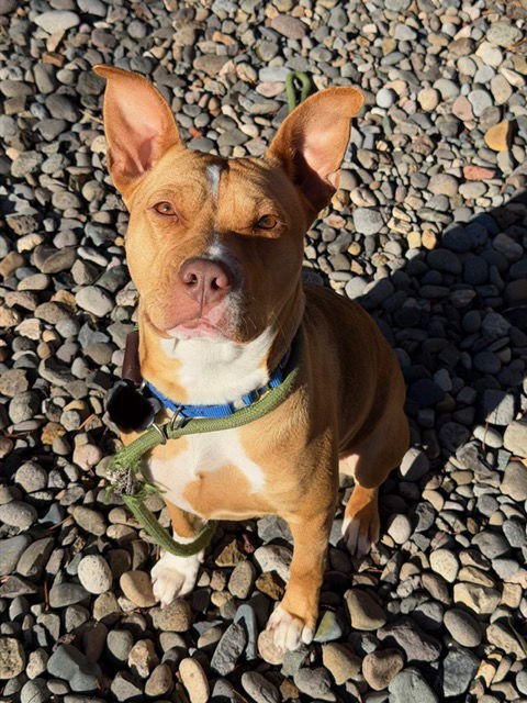 NANA - American Staffordshire Terrier / Pit Bull Terrier available for adoption