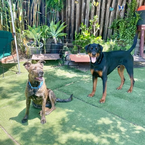 HONEY - Belgian Shepherd Malinois / German Shepherd Dog available for adoption