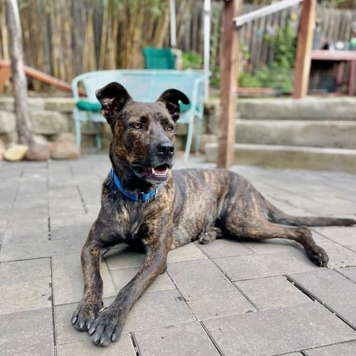 HONEY - Belgian Shepherd Malinois / German Shepherd Dog for adoption in Berkeley