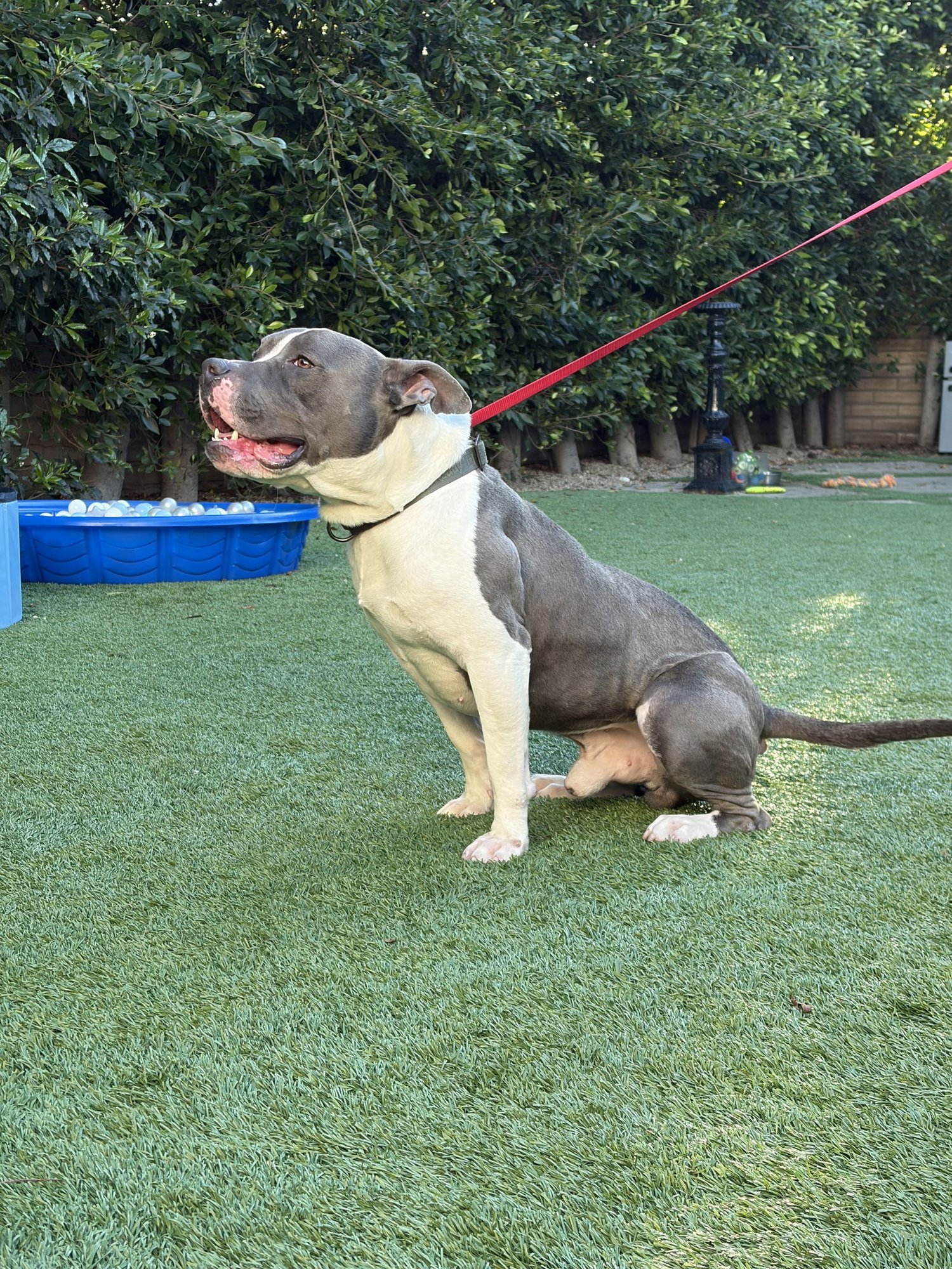 ZEUS - American Pit Bull Terrier / American Staffordshire Terrier available for adoption