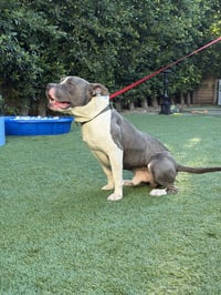 Zeus - Photo 2