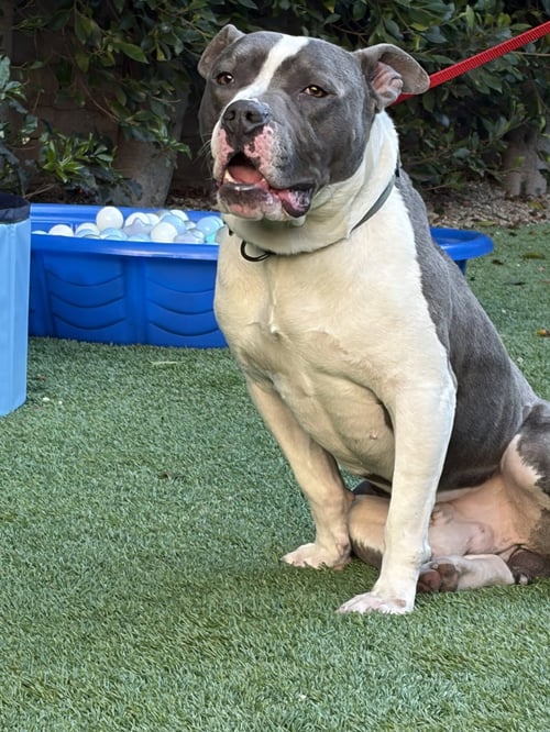 ZEUS - American Pit Bull Terrier / American Staffordshire Terrier for adoption in Berkeley