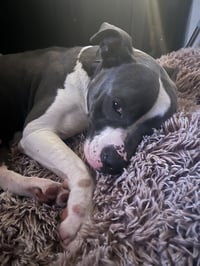 Zeus - Photo 4