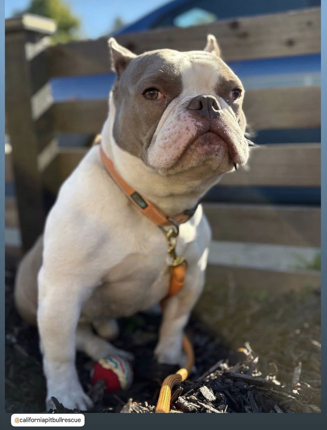 ISAAC - Bulldog / American Staffordshire Terrier available for adoption