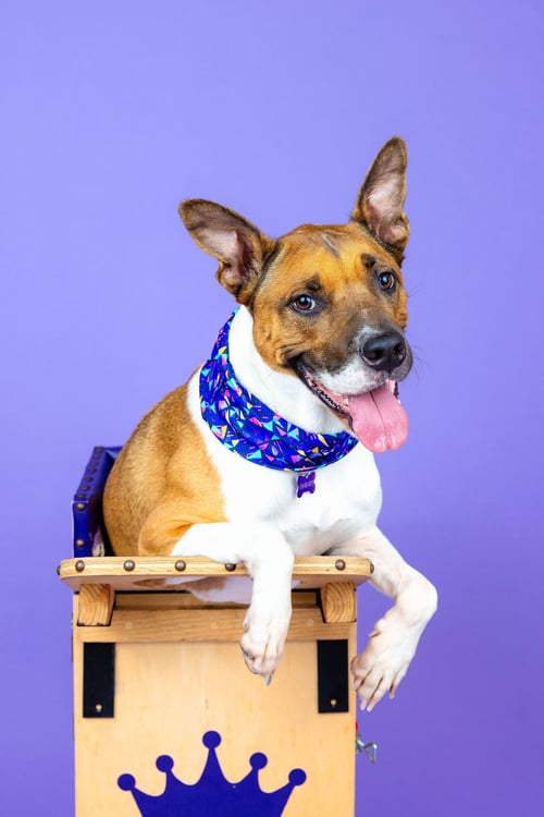 ARCEE - Shepherd / American Staffordshire Terrier for adoption in Berkeley