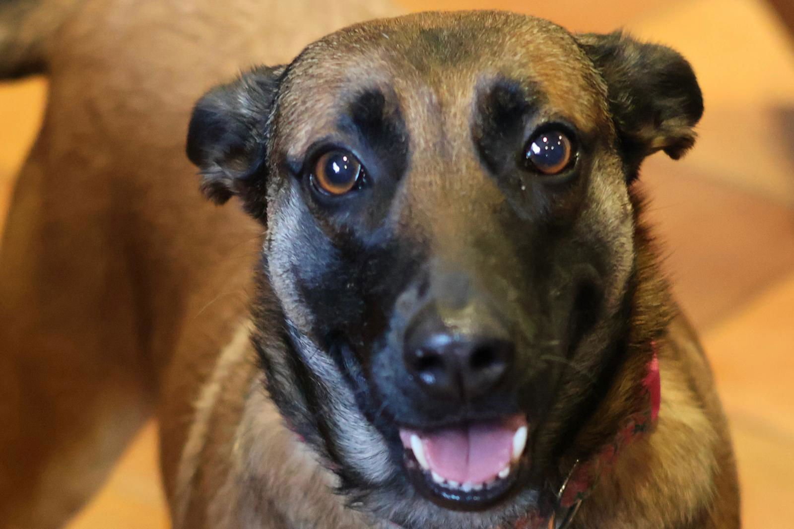 CHEYENNE - Belgian Shepherd Malinois available for adoption