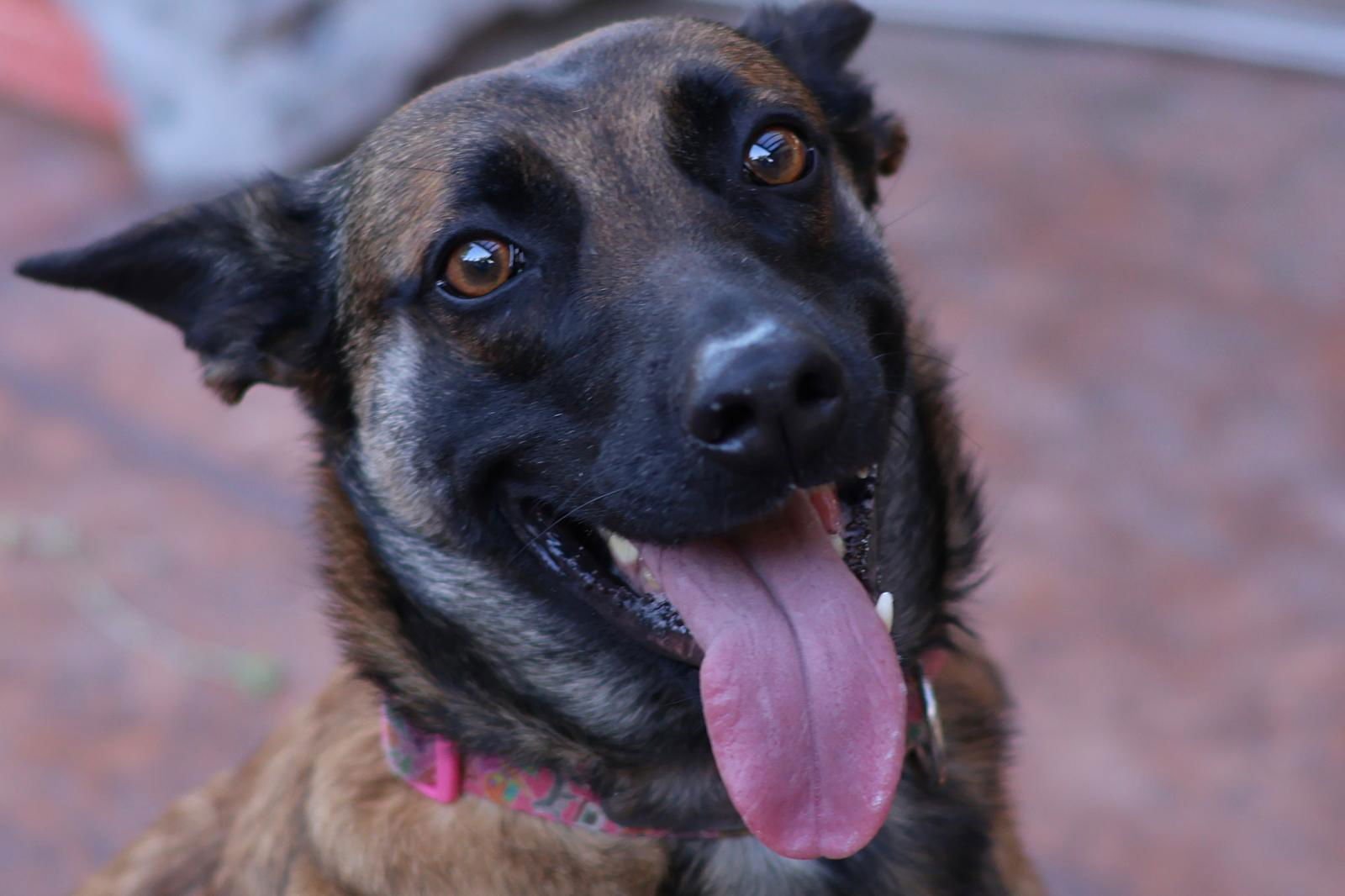 CHEYENNE - Belgian Shepherd Malinois available for adoption