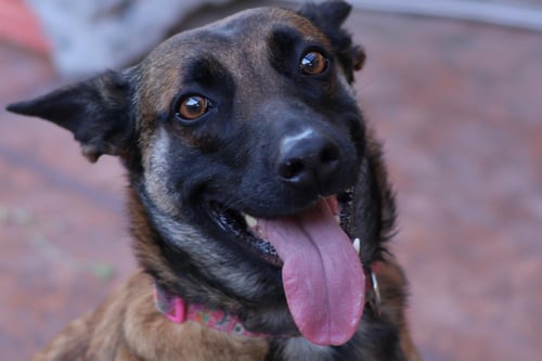 CHEYENNE - Belgian Shepherd Malinois available for adoption