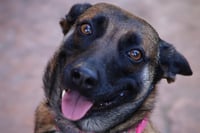 Cheyenne - Photo 4