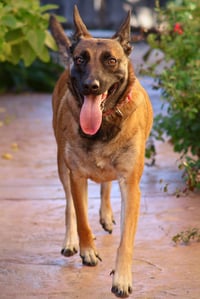 Cheyenne - Photo 3